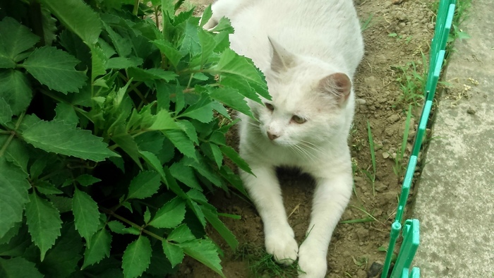 Кот пикабушника. Лучшее фото