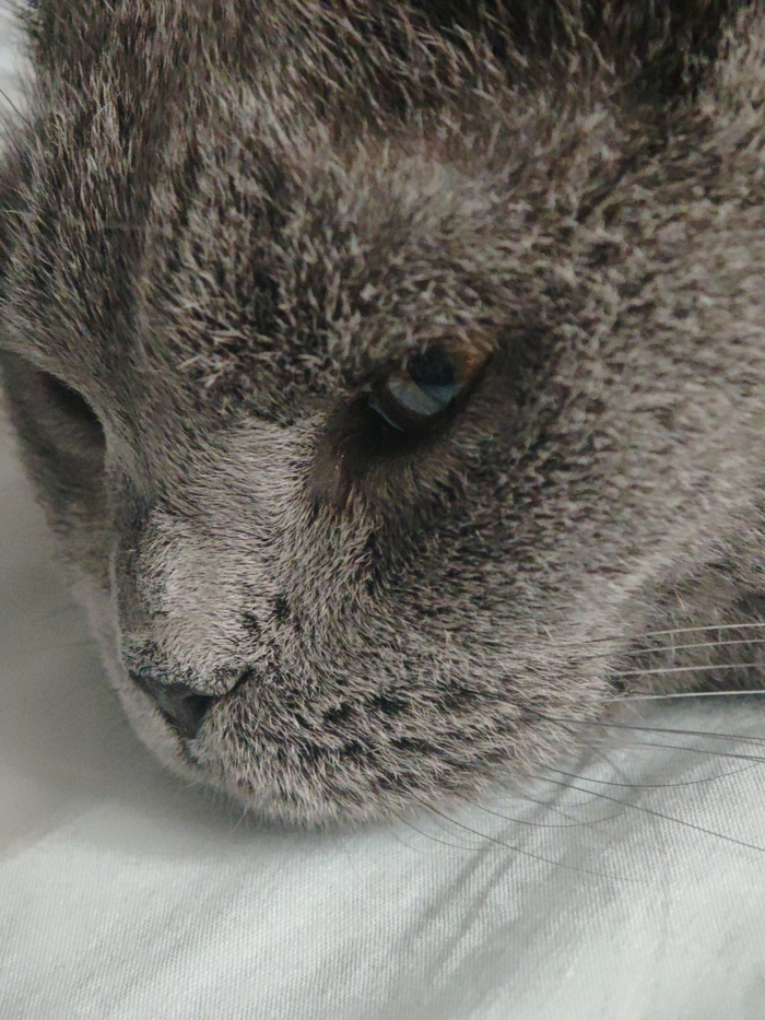 Антон Палыч Хомяков (но чаще просто Кот - да, меня не возьмут на должность креативного директора)