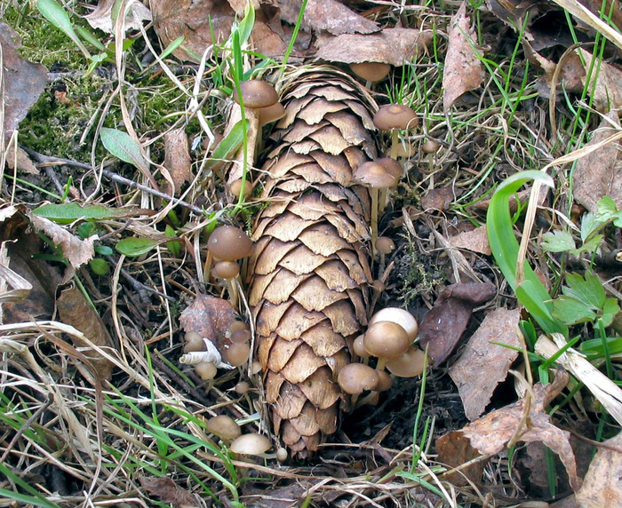 Стробилюрус съедобный. Фото с сайта <!--noindex--><a href="https://pikabu.ru/story/shishkolyub_sedobnyiy_13510207?u=http%3A%2F%2Ftoadstool.ru&t=toadstool.ru&h=280ab04c08a7a7dd8c59222b52e3fd1b17d6a7d6" title="http://toadstool.ru" target="_blank" rel="nofollow noopener">toadstool.ru</a><!--/noindex-->