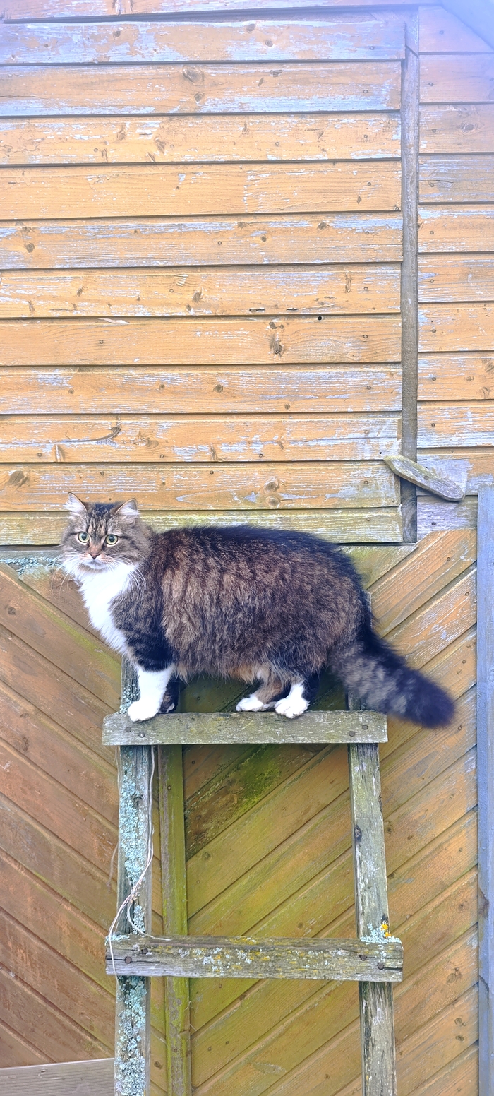 Ответ на пост «"Подтвердите, что вы пикабушник, добавив фото кота"»