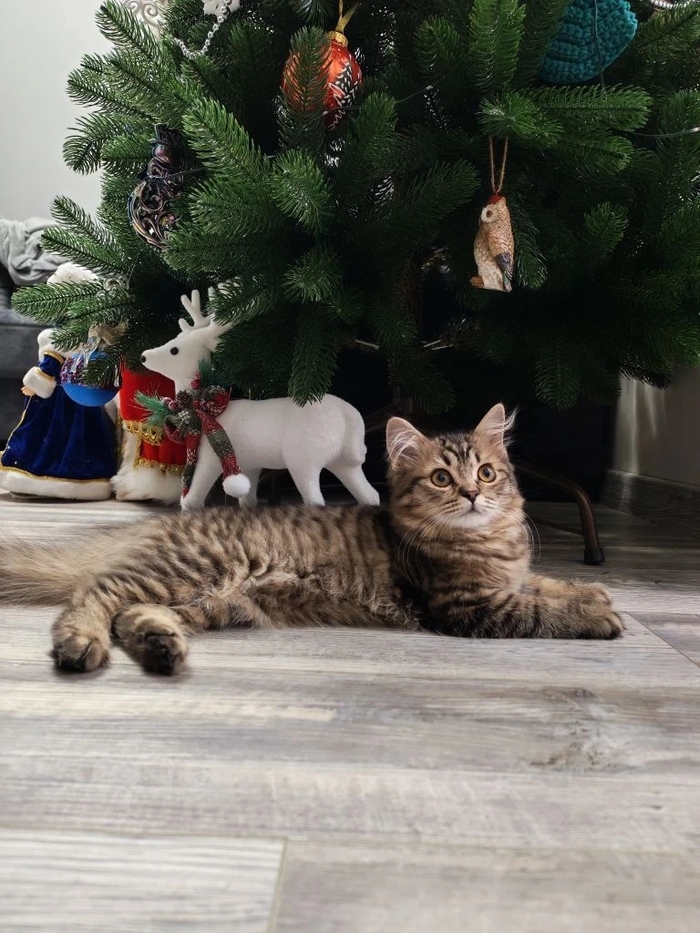 Кот подёлочный -)