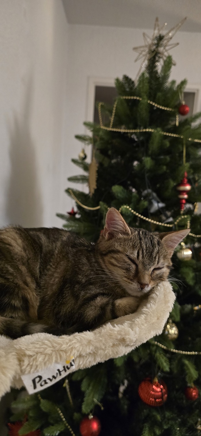 Твоё лицо, когда лучший подарочек - это ты (а ещё ты узнал, сколько за тебя заплатили приюту).