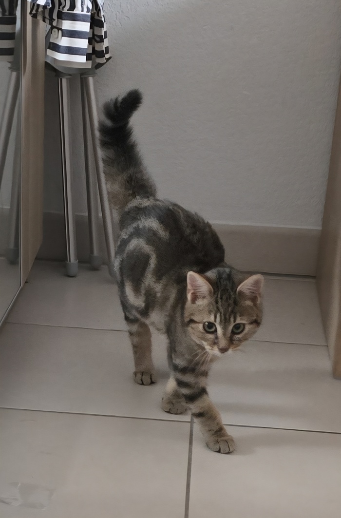 Феликс приехал домой из приюта и внезапно обнаружил в зеркале своей новой квартиры кота.