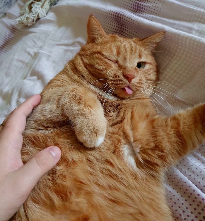 Моя лучшая фотография кота