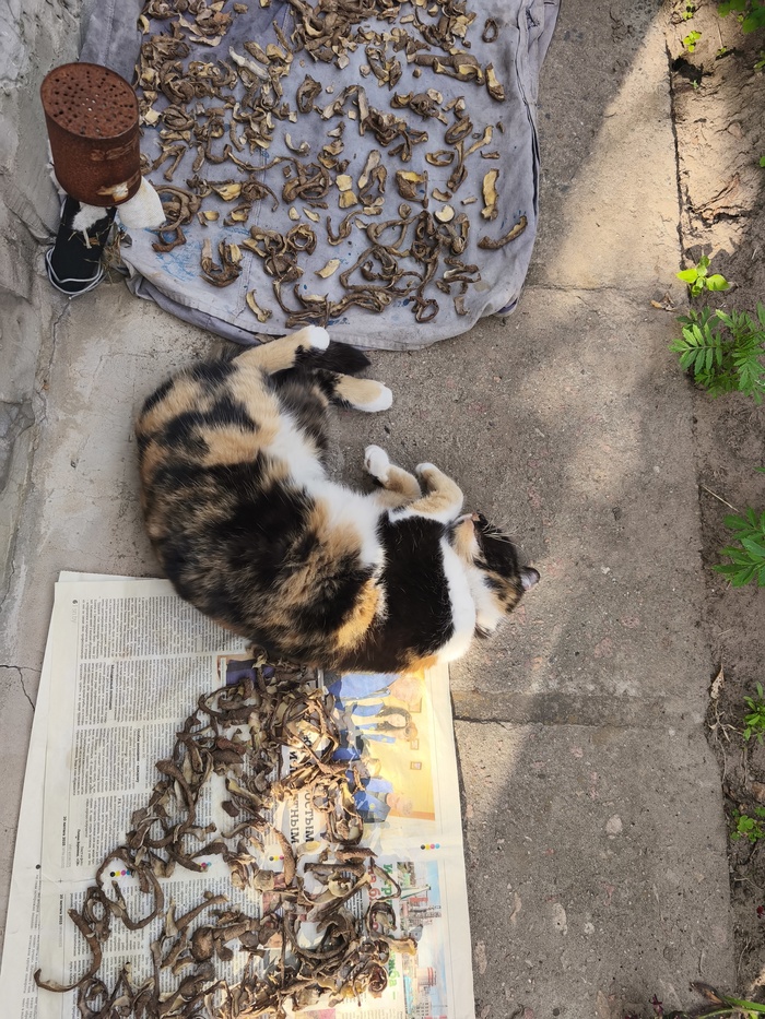 Наелася і імкнецца стаць бульбачкай)