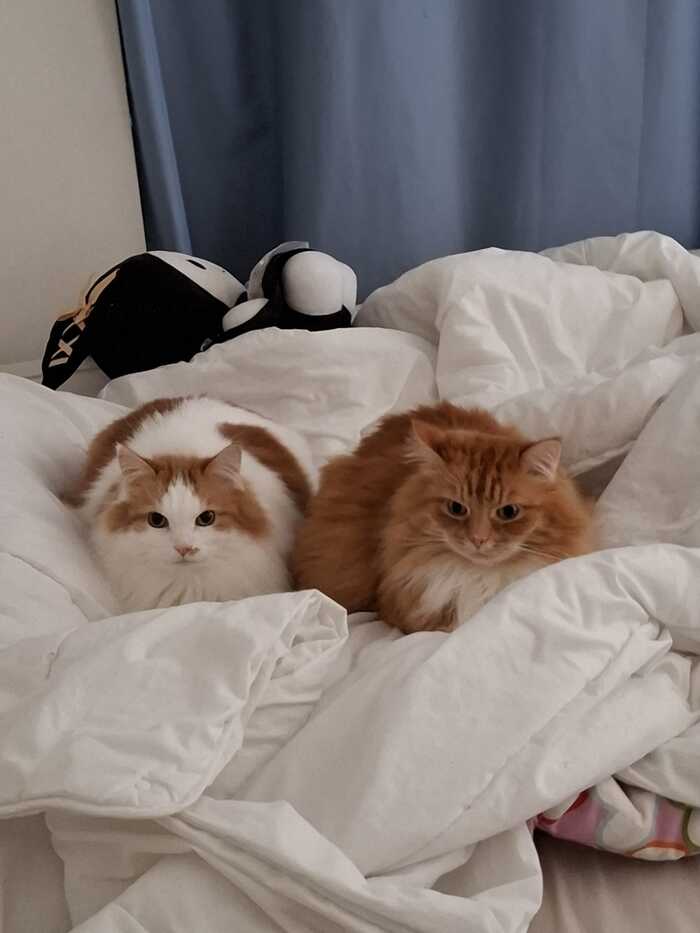 Иди на работу, мы уже в норме.