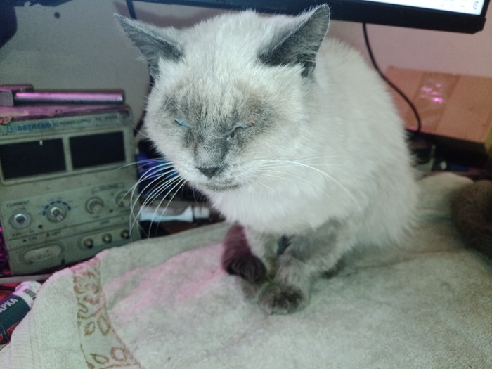 Новости про кота Кощея