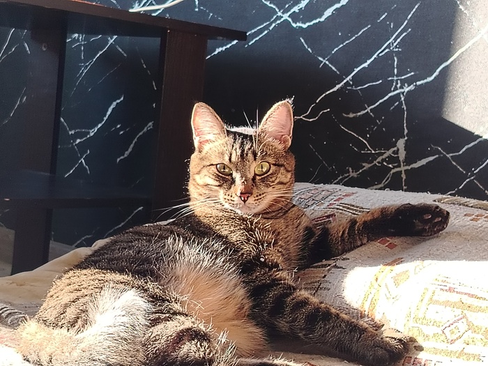 Лучшее фото моего кота 2025