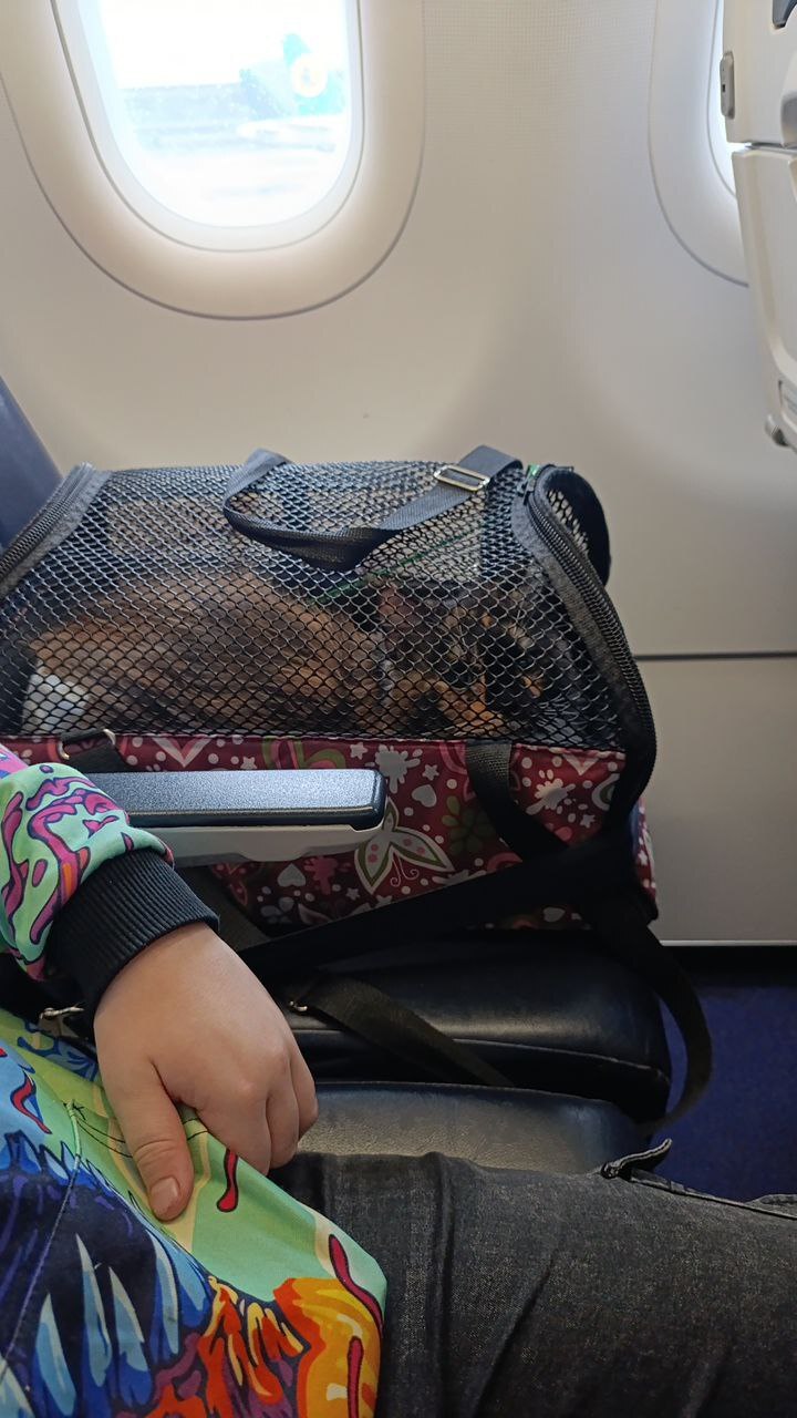 Relocation First Person (Episode 2 - The Move) - My, Emigration, Relocation, Bureaucracy, Blog, Uzbekistan, Tashkent, Longpost