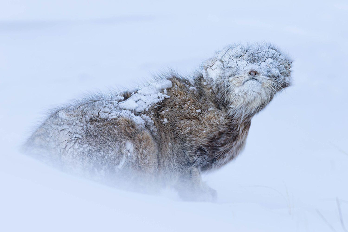 ����: Mohammad Murad 