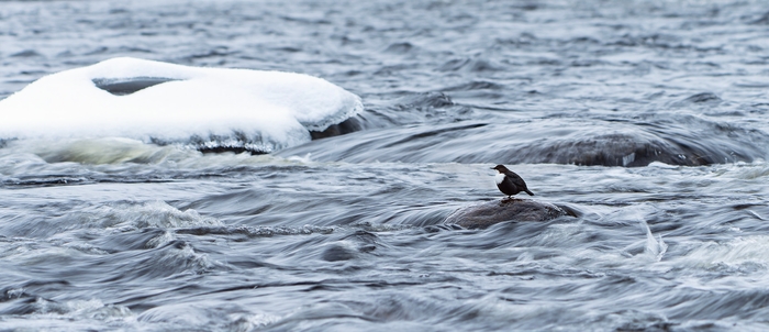 ������ �� ����� ���������� ���� ������, ����� �����, �������.