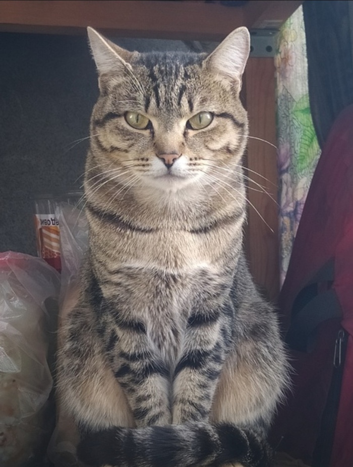 ��� ������ ���