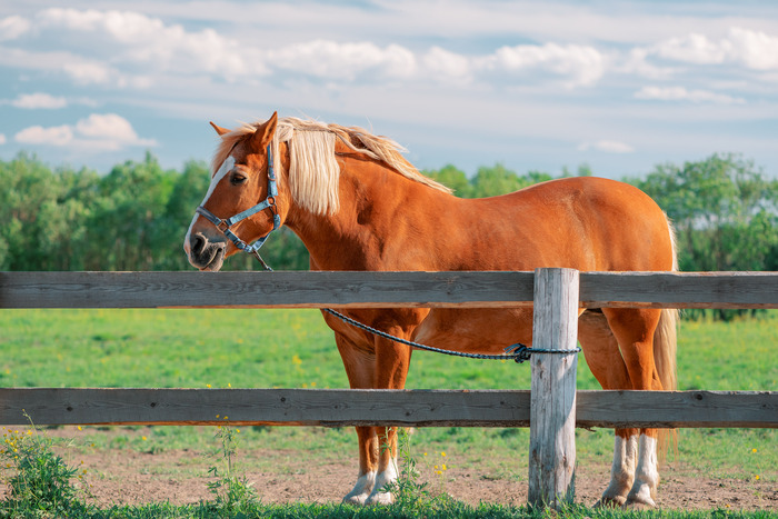 � �������