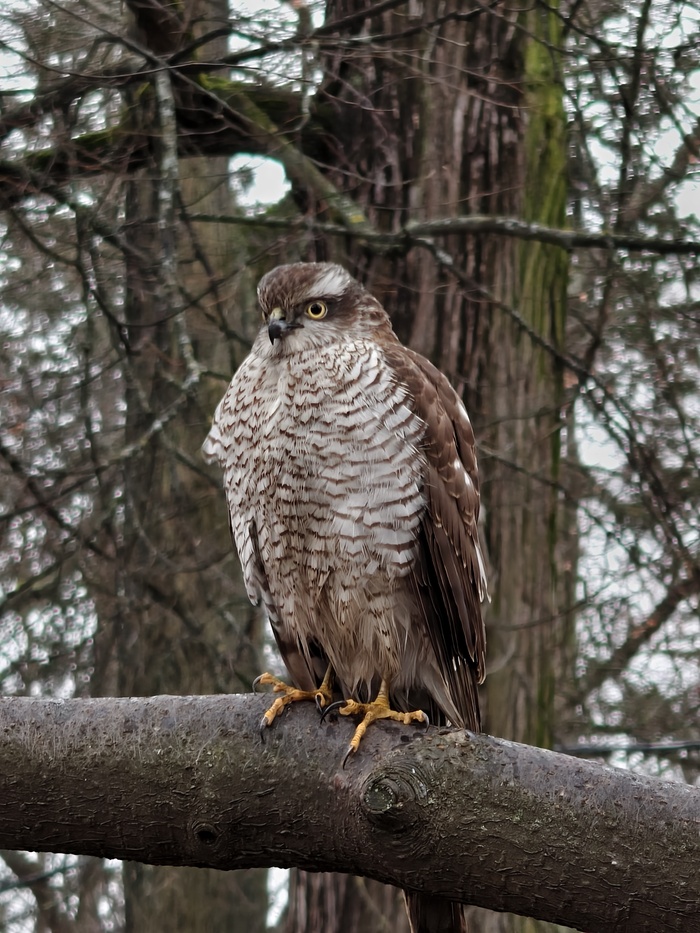 ������-������������ � ����� ������ (�����-���������)