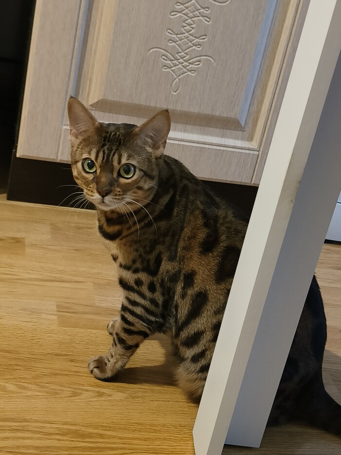 � ��� ����