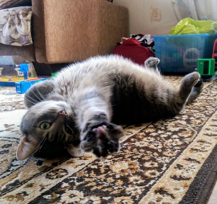 Ответ на пост «Моя лучшая фотография кота»