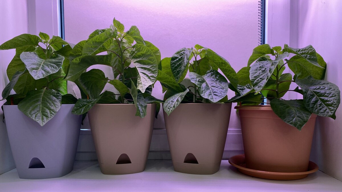 ������� � ���� - 25 �� 😉