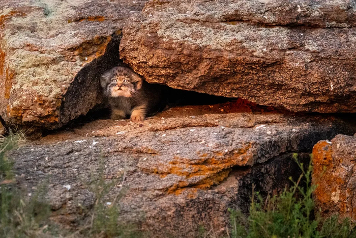 ����������� ����� ��������