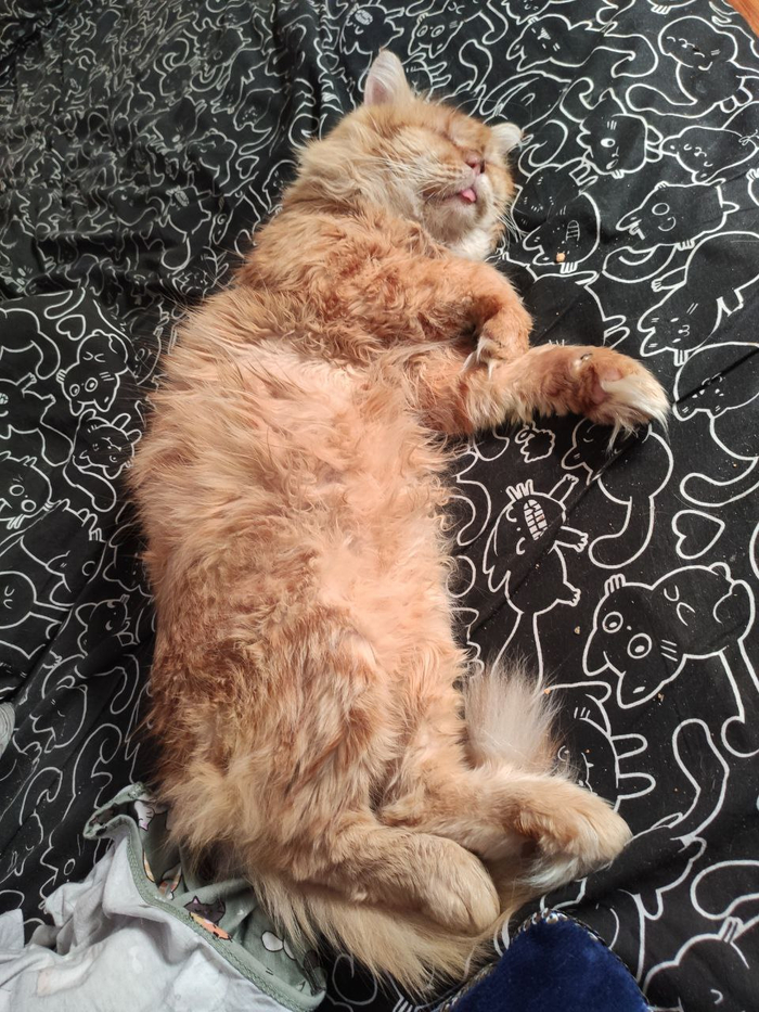 Боня мариупольский, Грюла, слепой викинг, на нашей подлодке скоро уже два года, просыпается только пожрац и в горшок, ну и помыться)))