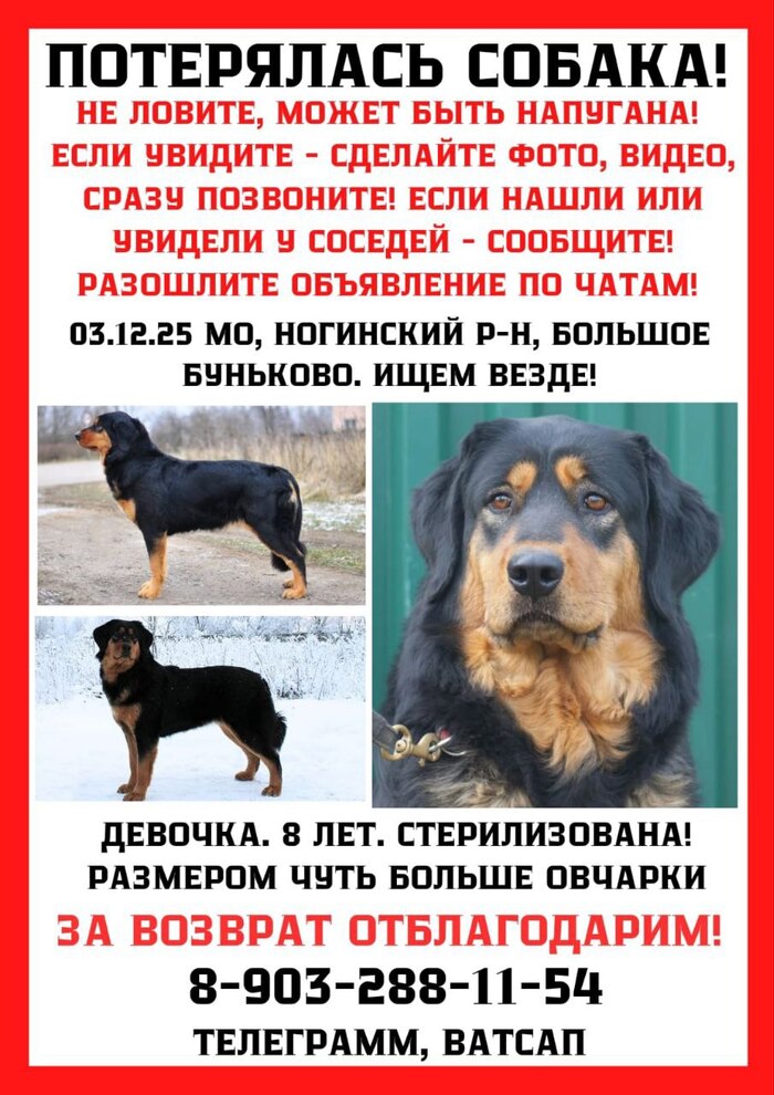 Пропала в Ногинском районе МО.