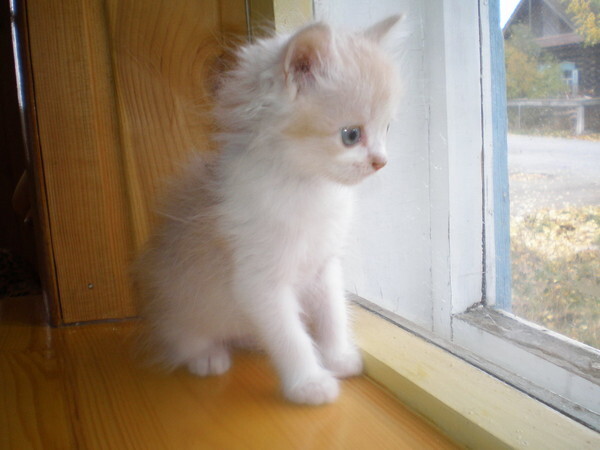 ������ ���������� ����� � ����.