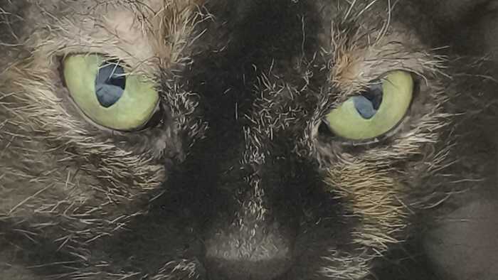 Сфинкс-браш.