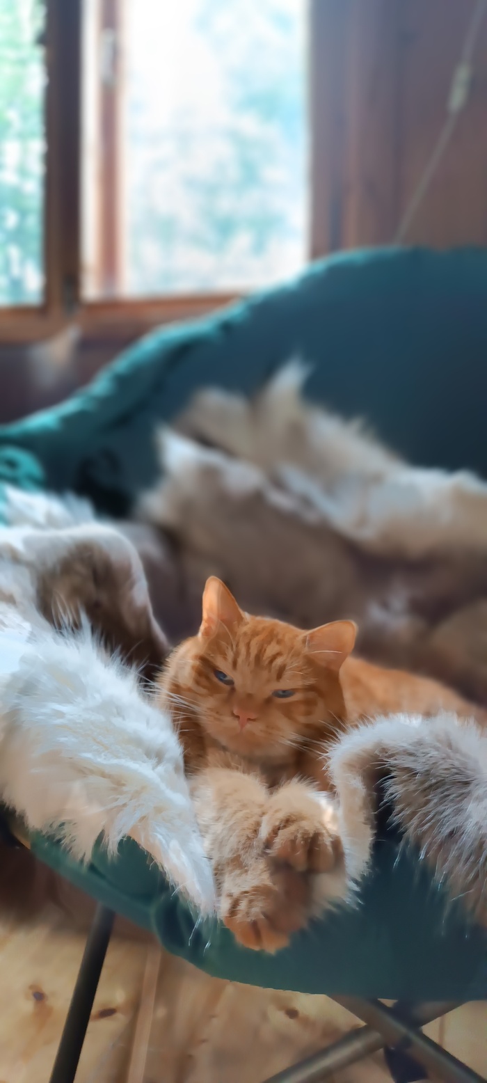 Моя лучшая фотография Кота