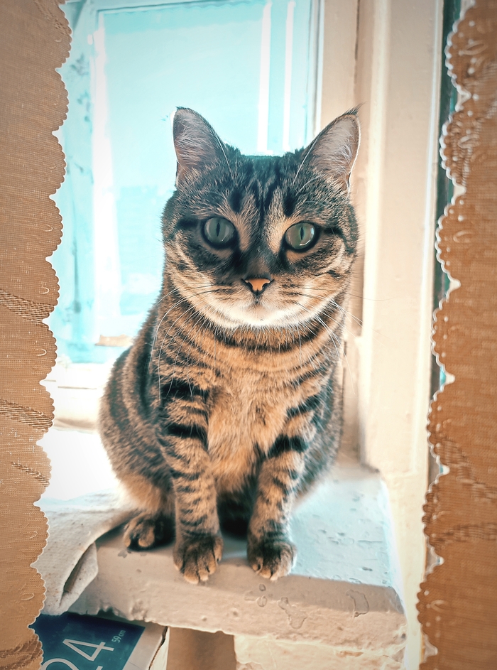 Моя лучшая фотография кота