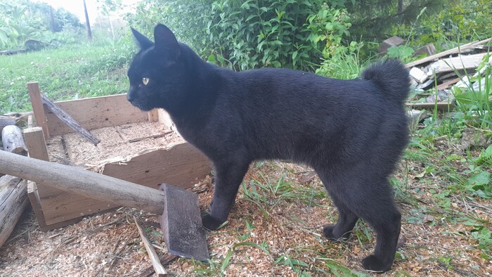 Мой любимый Рысь