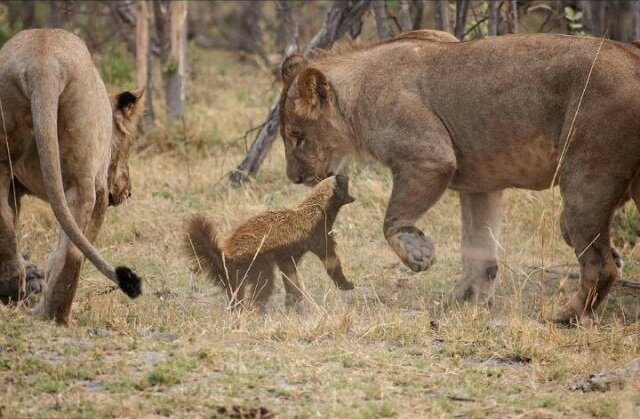 -���? �������� ��������������? �� ����, �� ������.