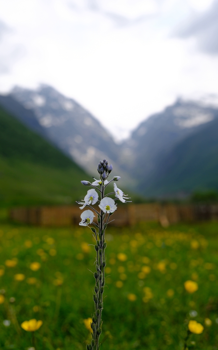 �������� ������������