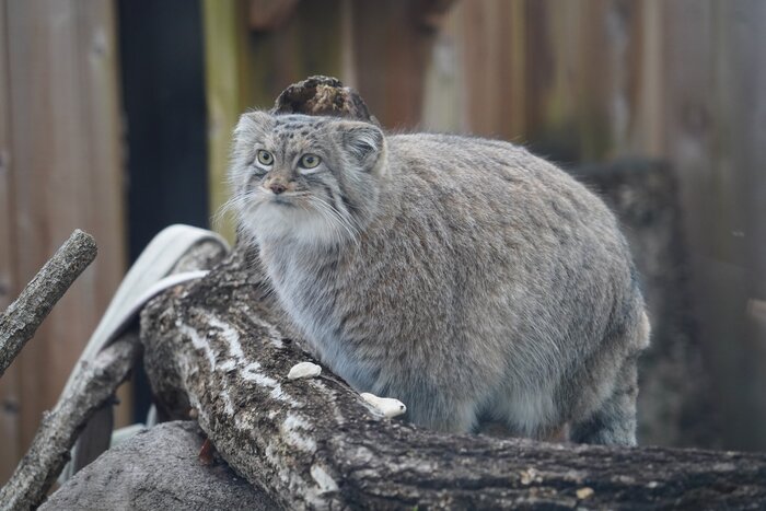 ������� ���� � � ���������