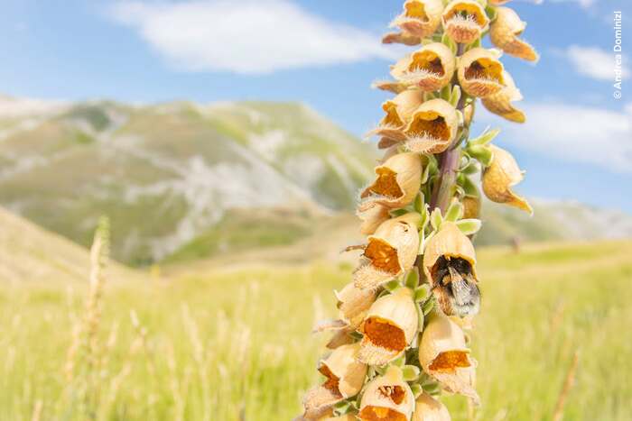 Земляной шмель опыляет наперстянку