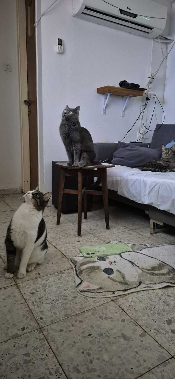 ���� ����� ������� �����