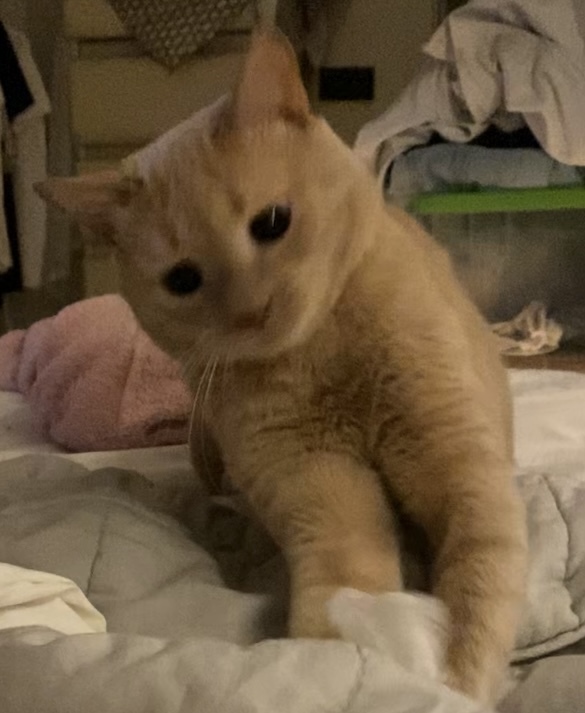 ���� ������������ ������, ������, �������� � ����..