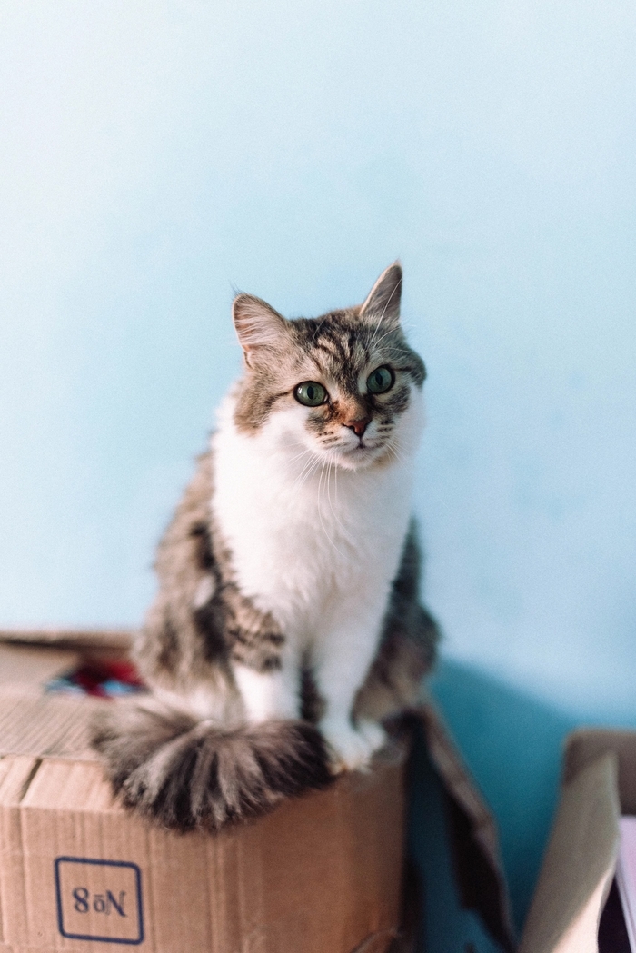 ������ �� ����. ������ �� �������� �� ��������