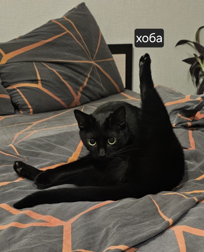 Моя лучшая фотография кошки