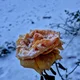 ������ ������������ user10957603