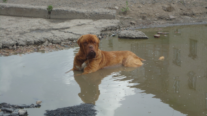 Ответ на пост «Моя лучшая фотография петуха. А то все коты, коты... пеТУ-154 к взлёту готов...»