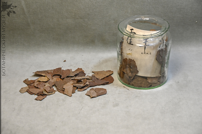 Горянка коротконожковая (Epimedium brevicornum) – высушенная трава, содействует функции почек, укрепляет кости. Получено от Татаринова А.А. в 1857 г. Коллекция экономической ботаники Ботанического музея БИН РАН.