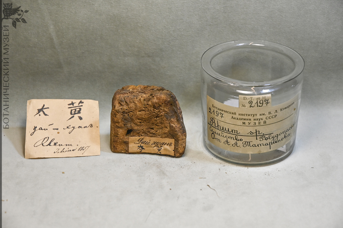 Ревень дланевидный (Rheum palmatum) – корень, употребляется как слабительное, утоляет жар, выводит токсины, рассеивает кровяной застой. Получено от Татаринова А.А. в 1857 г. Коллекция экономической ботаники Ботанического музея БИН РАН.