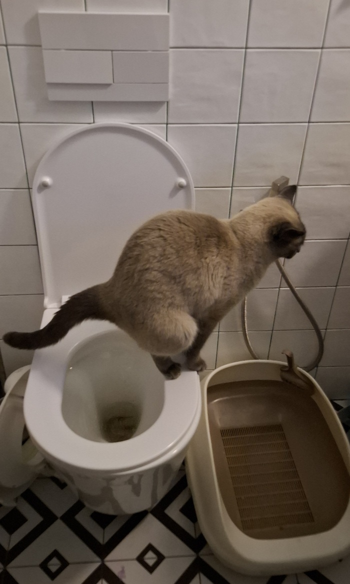 ���� ����� ����