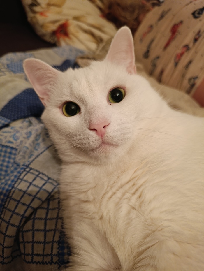 Фотография кота