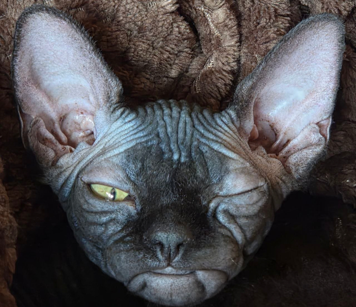 Котиков показываю)