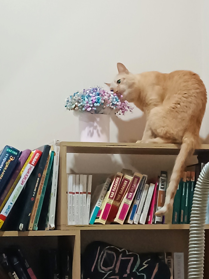 Мое лучшее фото кота!!!