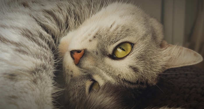 Моя удачная фотография котэ