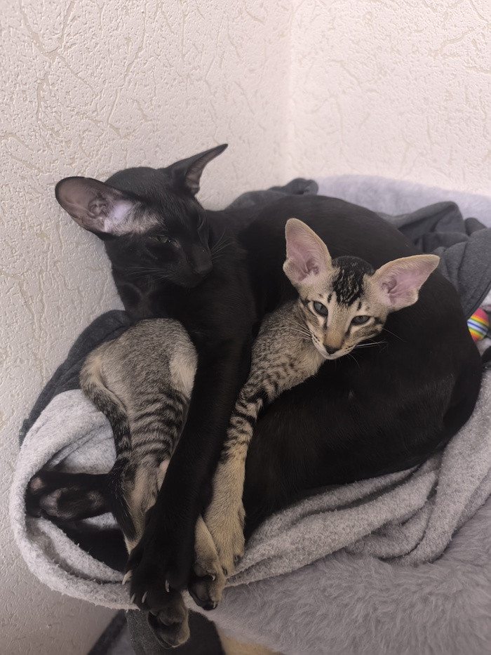 ����� �� ���� ���� ������ ���������� ����