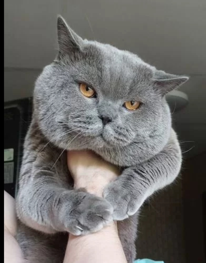 ��� ���)