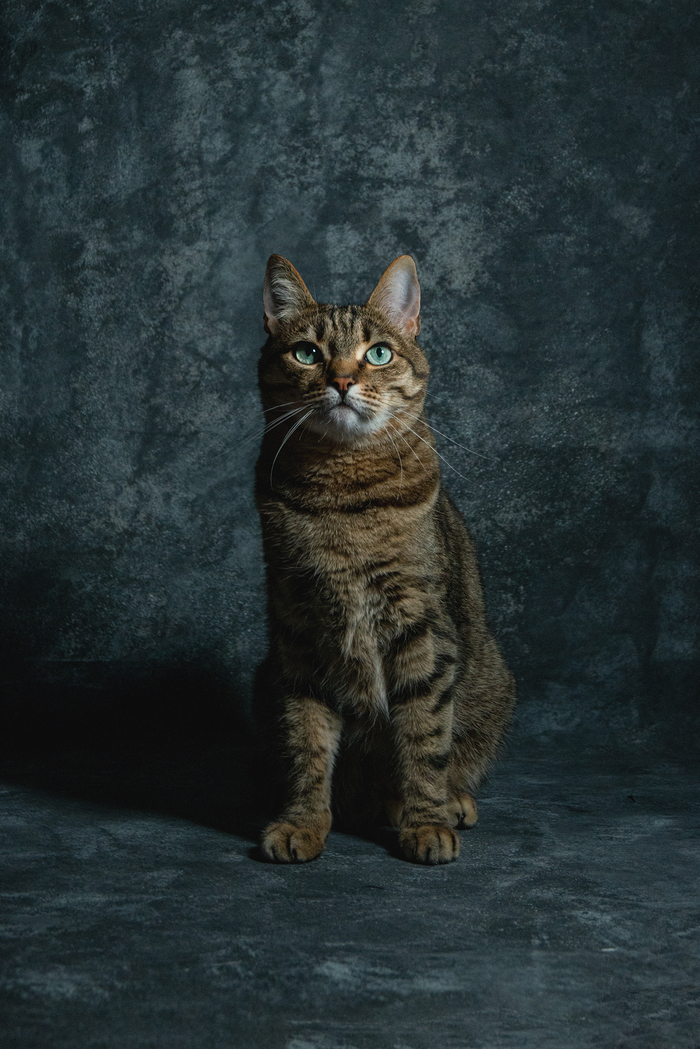 Котофотография