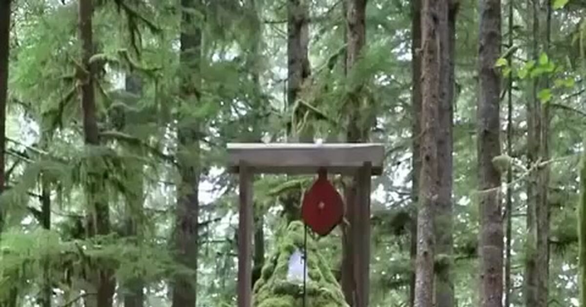 Homemade guillotine - Men, Forest, House, Dog, Guillotine, Test, Firewood, Coca-Cola, Cake, Cutter, Video, Vertical video, Short videos